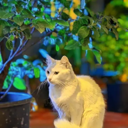 Taksim Diamond Estambul