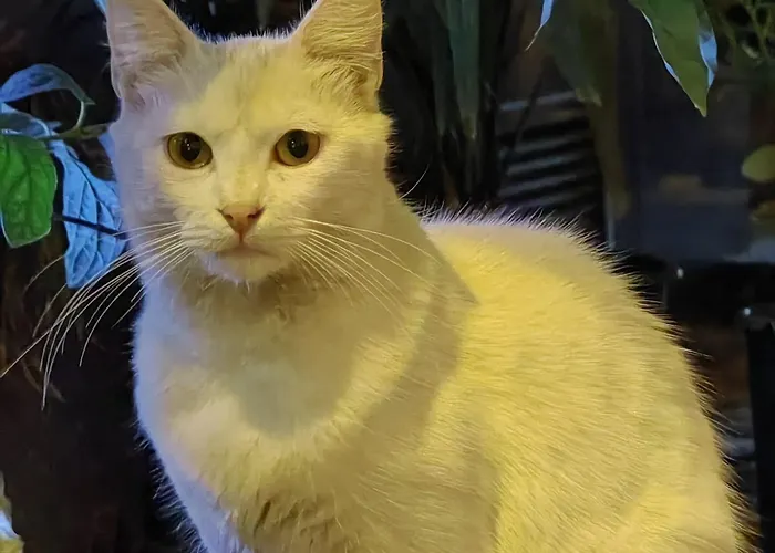 Hotell Taksim Diamond 2*