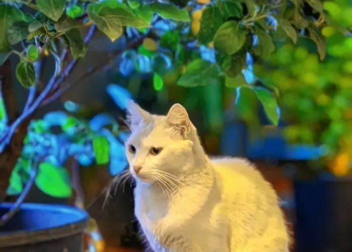 Taksim Diamond Istanbul